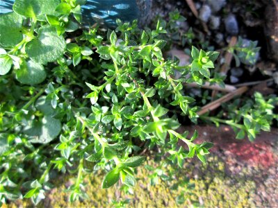 Quendel-Sandkraut (Arenaria serpyllifolia) auf einem Bürgersteig in Hockenheim