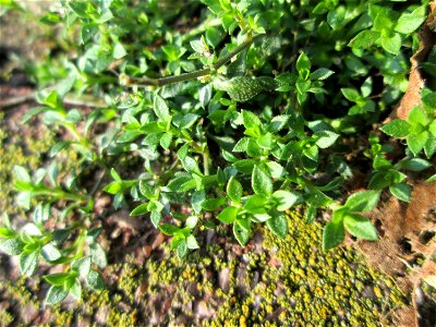 Quendel-Sandkraut (Arenaria serpyllifolia) auf einem Bürgersteig in Hockenheim