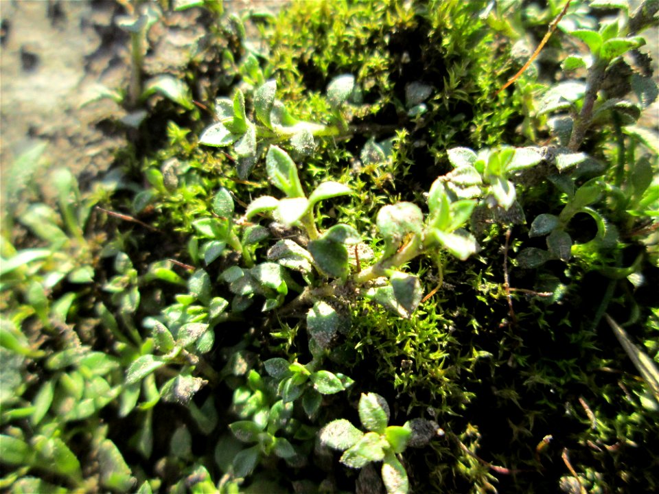Erstes Quendel-Sandkraut (Arenaria serpyllifolia) am Osthafen in Saarbrücken