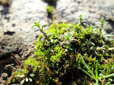 Erstes Quendel-Sandkraut (Arenaria serpyllifolia) am Osthafen in Saarbrücken