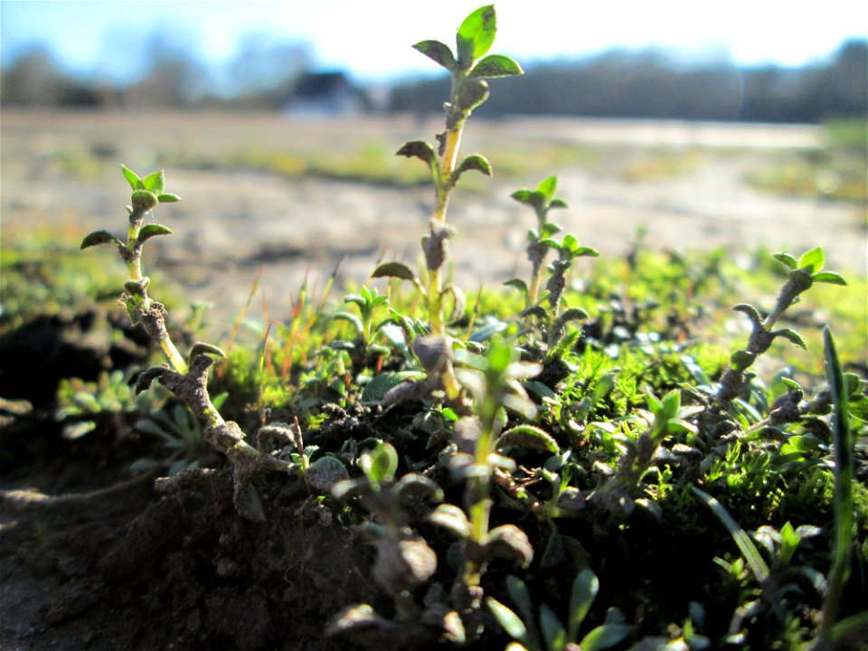 Erstes Quendel-Sandkraut (Arenaria serpyllifolia) am Osthafen in Saarbrücken