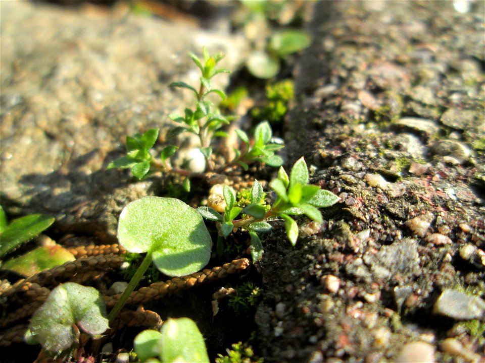 Quendel-Sandkraut (Arenaria serpyllifolia) auf einem Bürgersteig in Hockenheim