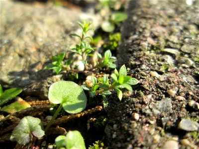 Quendel-Sandkraut (Arenaria serpyllifolia) auf einem Bürgersteig in Hockenheim