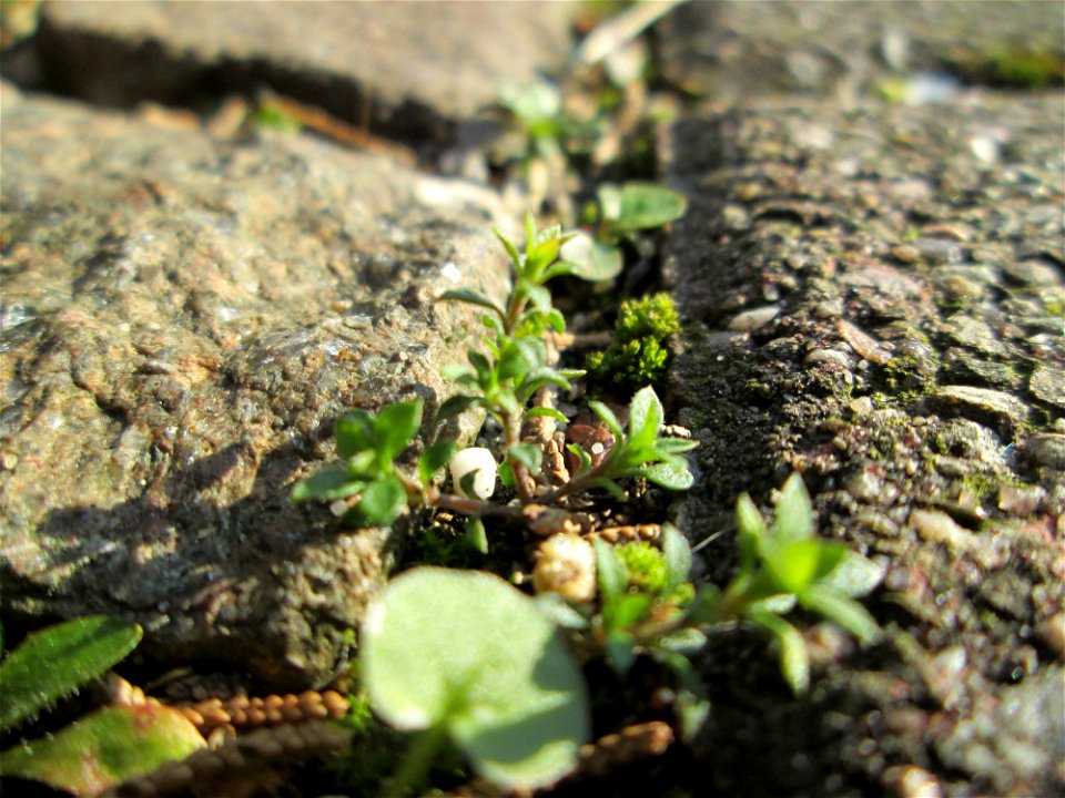 Quendel-Sandkraut (Arenaria serpyllifolia) auf einem Bürgersteig in Hockenheim