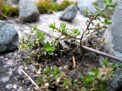 Quendel-Sandkraut (Arenaria serpyllifolia) am Bahnhof Bruchmühlbach-Miesau