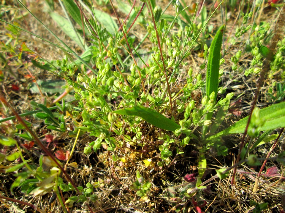 Das winzige Quendel-Sandkraut (Arenaria serpyllifolia) auf einer Parkplatzwiese in Hockenheim