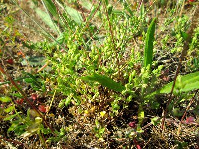 Das winzige Quendel-Sandkraut (Arenaria serpyllifolia) auf einer Parkplatzwiese in Hockenheim