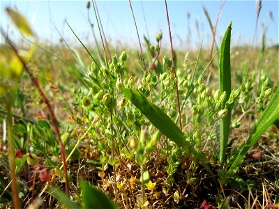 Das winzige Quendel-Sandkraut (Arenaria serpyllifolia) auf einer Parkplatzwiese in Hockenheim