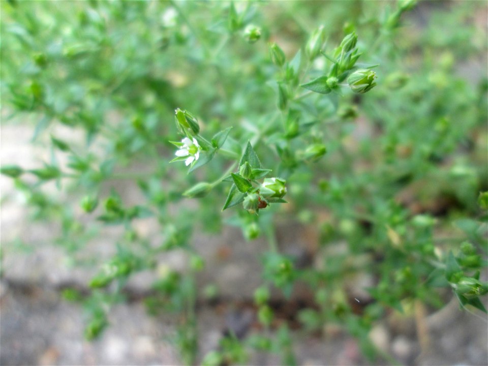 Quendel-Sandkraut (Arenaria serpyllifolia) in Saarbrücken