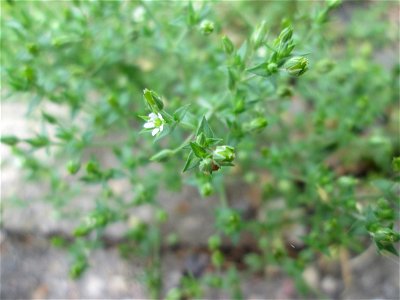 Quendel-Sandkraut (Arenaria serpyllifolia) in Saarbrücken