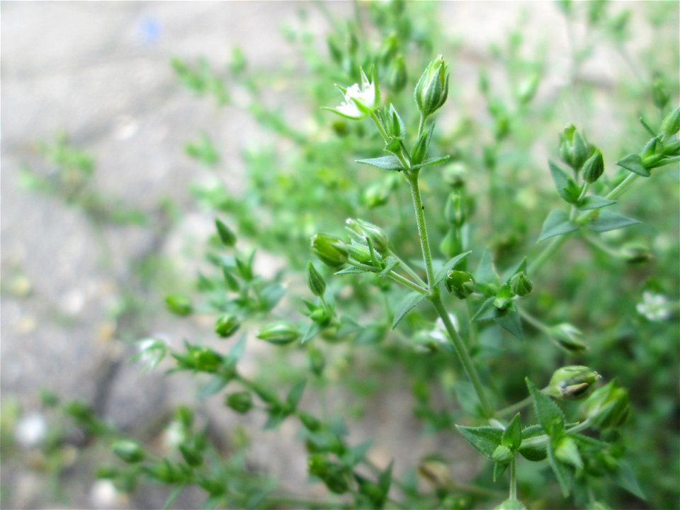 Quendel-Sandkraut (Arenaria serpyllifolia) in Saarbrücken