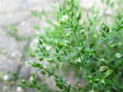Quendel-Sandkraut (Arenaria serpyllifolia) in Saarbrücken