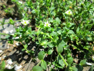Quendel-Sandkraut (Arenaria serpyllifolia) in Saarbrücken