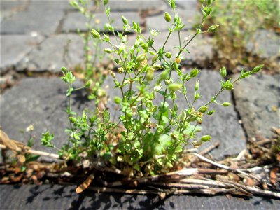 Quendel-Sandkraut (Arenaria serpyllifolia) in Saarbrücken