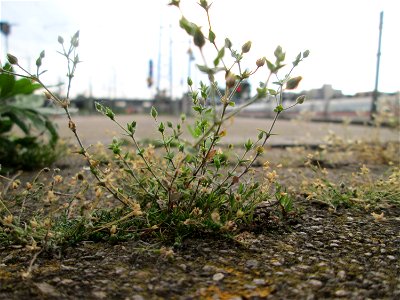 Ritzenbotanik: Quendel-Sandkraut (Arenaria serpyllifolia) am Hauptbahnhof Mannheim