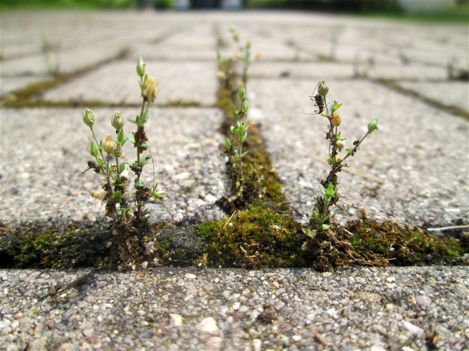 Ritzenbotanik: Quendel-Sandkraut (Arenaria serpyllifolia) auf Pflasterstein in Schwetzingen