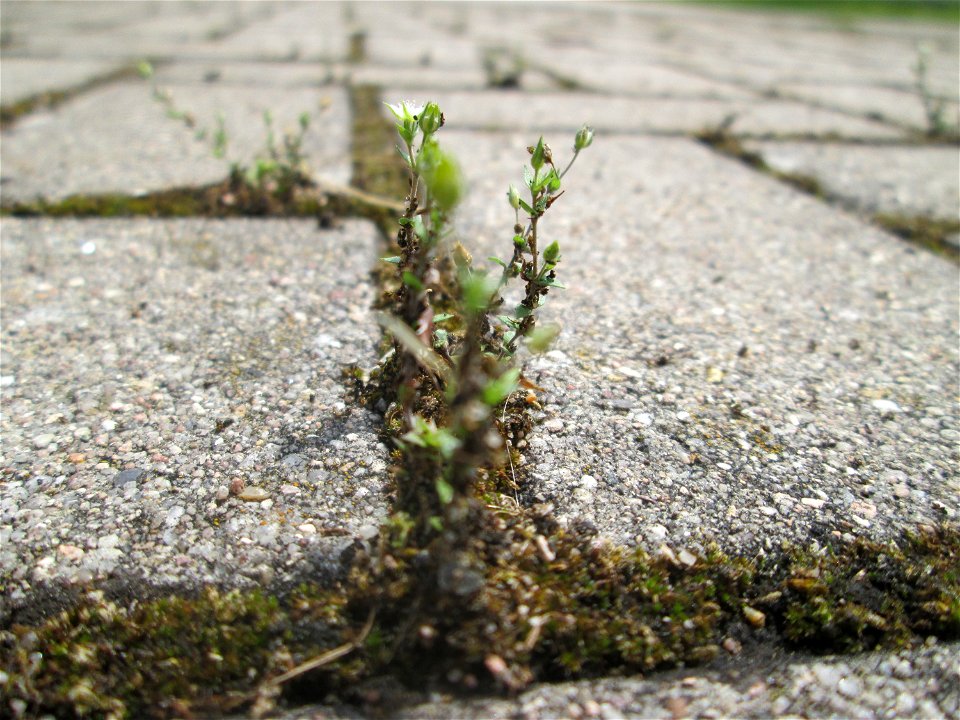 Ritzenbotanik: Quendel-Sandkraut (Arenaria serpyllifolia) auf Pflasterstein in Schwetzingen
