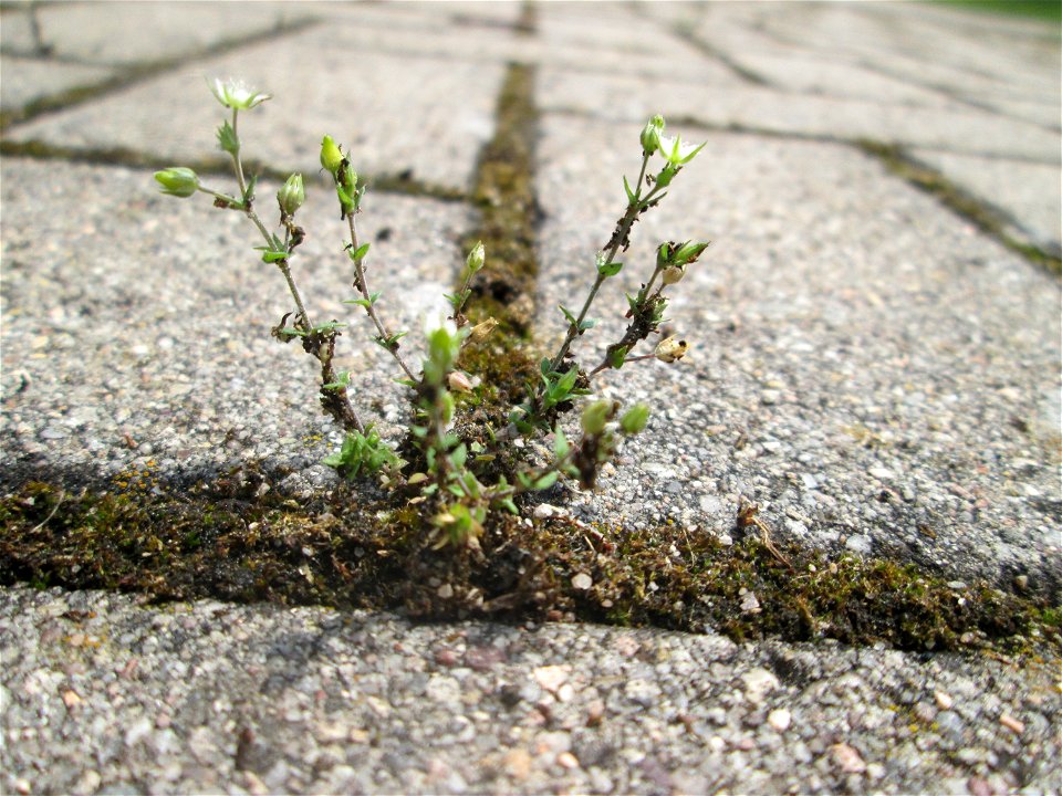 Ritzenbotanik: Quendel-Sandkraut (Arenaria serpyllifolia) auf Pflasterstein in Schwetzingen