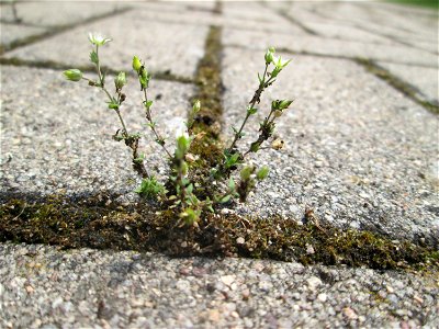 Ritzenbotanik: Quendel-Sandkraut (Arenaria serpyllifolia) auf Pflasterstein in Schwetzingen