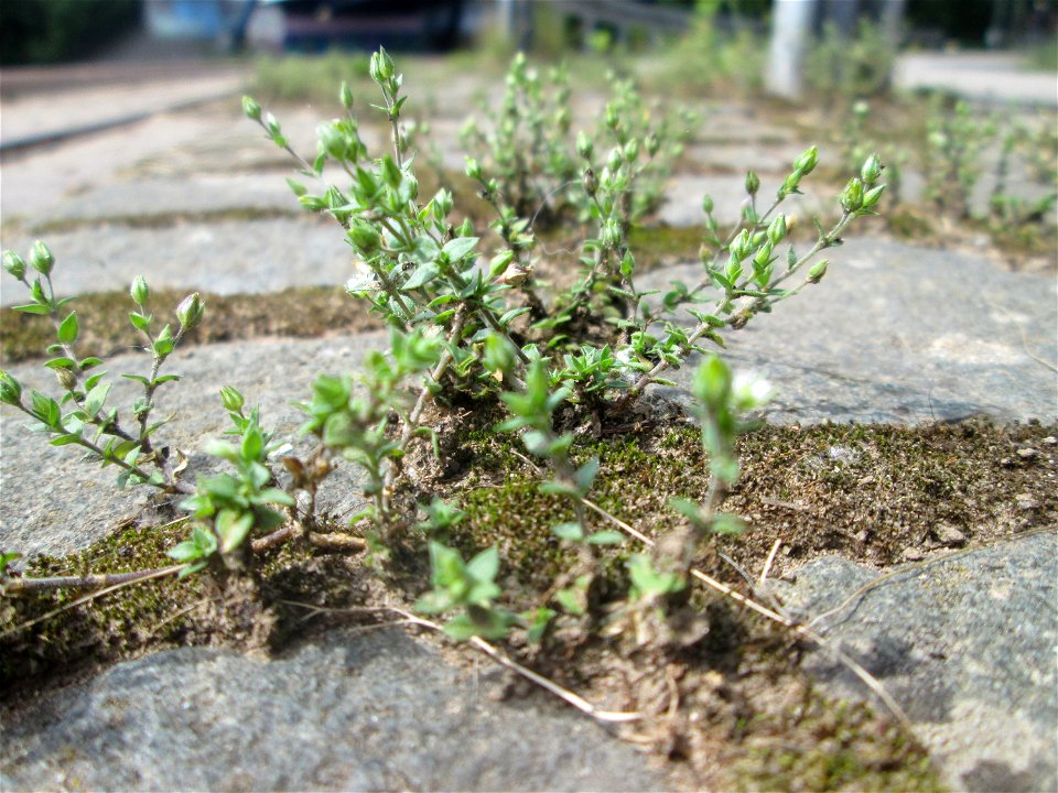 Ritzenbotanik: Quendel-Sandkraut (Arenaria serpyllifolia) auf Kopfsteinpflaster am Osthafen in Saarbrücken
