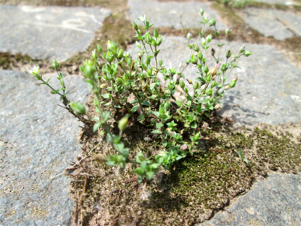 Ritzenbotanik: Quendel-Sandkraut (Arenaria serpyllifolia) auf Kopfsteinpflaster am Osthafen in Saarbrücken
