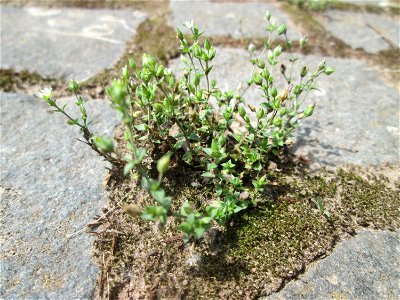 Ritzenbotanik: Quendel-Sandkraut (Arenaria serpyllifolia) auf Kopfsteinpflaster am Osthafen in Saarbrücken
