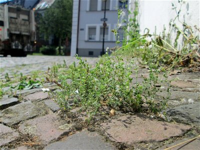 Ritzenbotanik: Quendel-Sandkraut (Arenaria serpyllifolia) auf Kopfsteinpflaster Alt-Saarbrücken