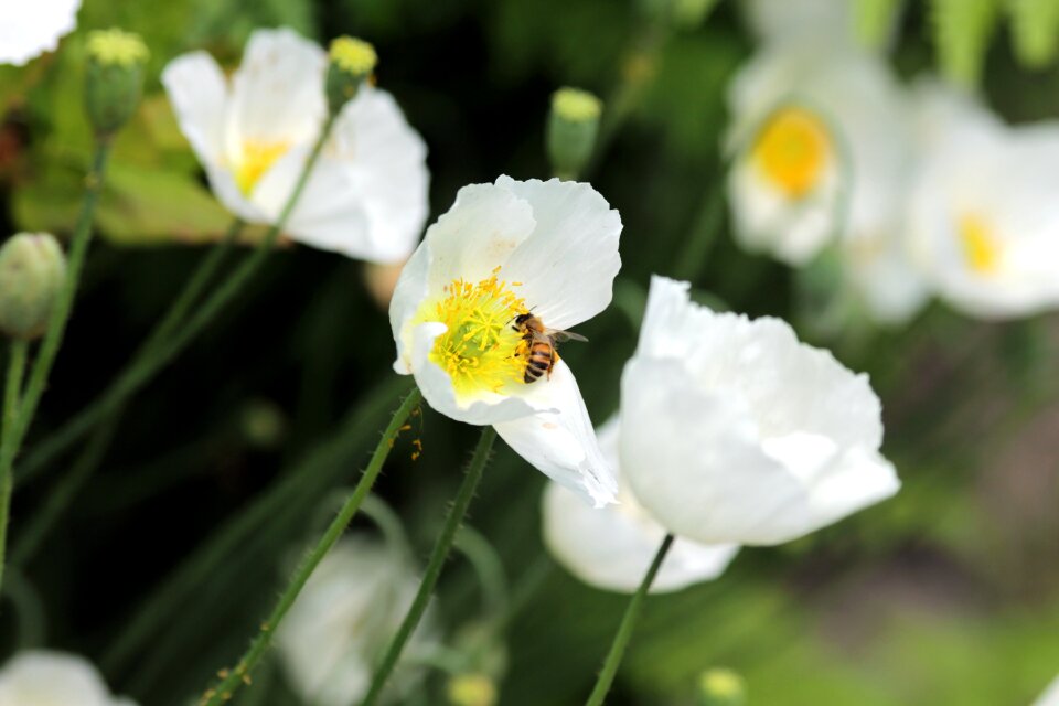Bloom nature mohngewaechs