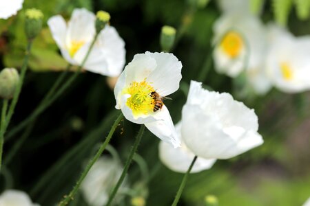 Bloom nature mohngewaechs