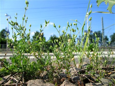 Quendel-Sandkraut (Arenaria serpyllifolia) am Bahnhof Landstuhl