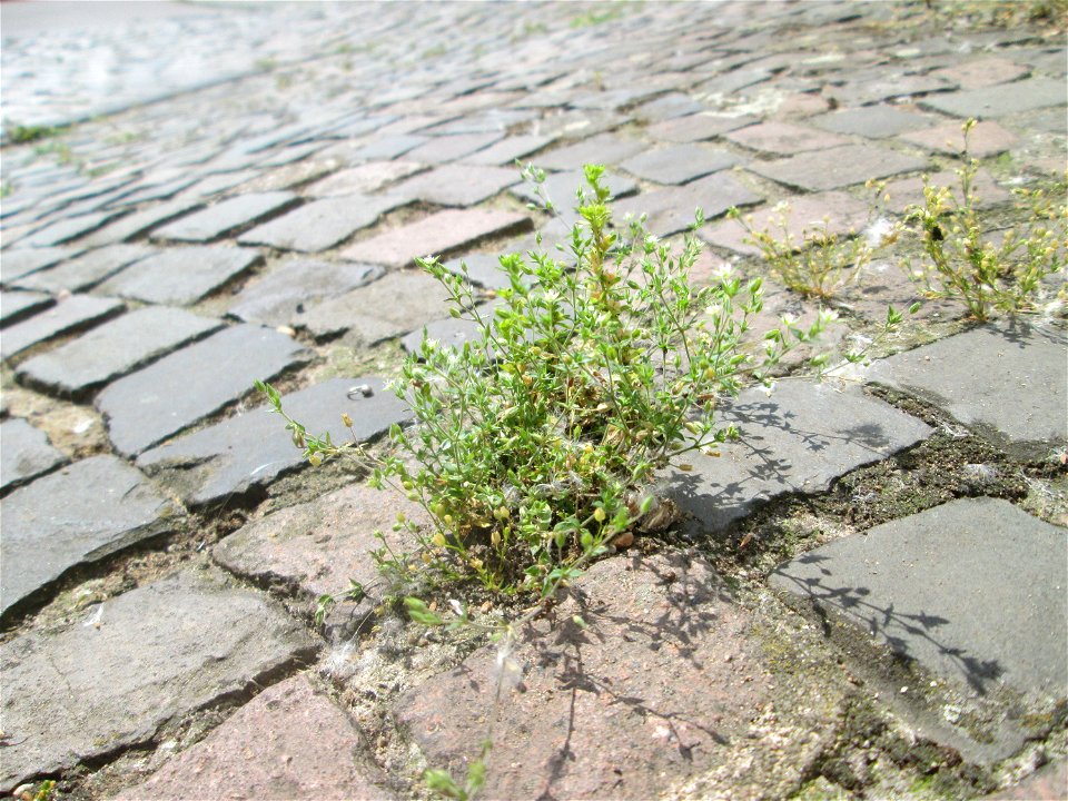 Ritzenbotanik: Quendel-Sandkraut (Arenaria serpyllifolia) auf Kopfsteinpflaster Alt-Saarbrücken