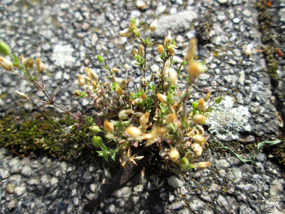 Quendel-Sandkraut (Arenaria serpyllifolia) auf Pflasterstein in Hockenheim