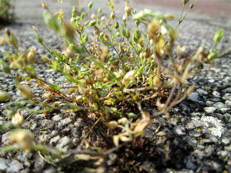 Quendel-Sandkraut (Arenaria serpyllifolia) auf Pflasterstein in Hockenheim