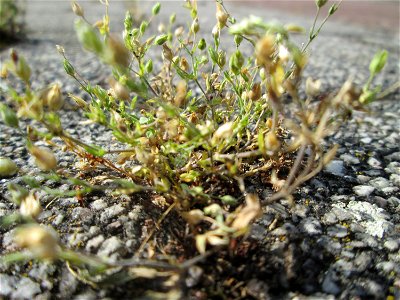 Quendel-Sandkraut (Arenaria serpyllifolia) auf Pflasterstein in Hockenheim