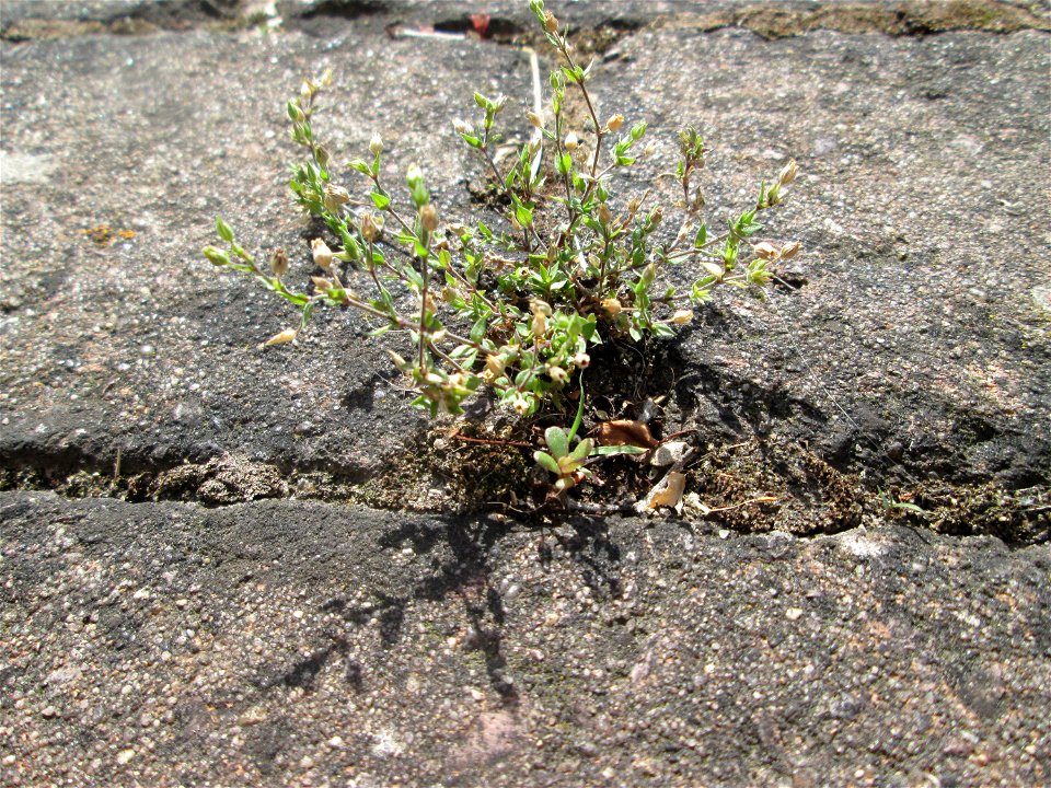 Quendel-Sandkraut (Arenaria serpyllifolia) auf Pflasterstein in Hockenheim