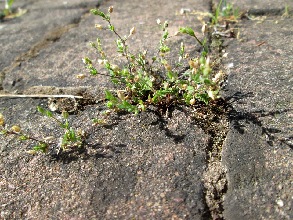 Quendel-Sandkraut (Arenaria serpyllifolia) auf Pflasterstein in Hockenheim