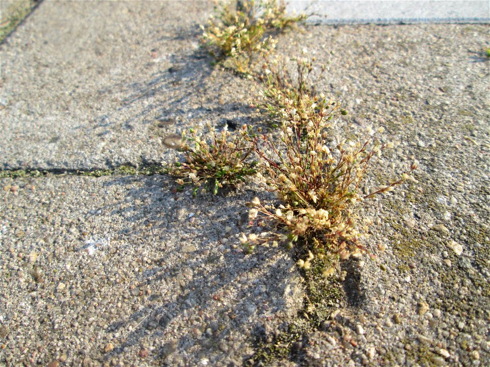 Vertrocknetes Quendel-Sandkraut (Arenaria serpyllifolia) am Hauptbahnhof Mannheim