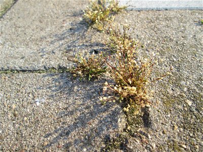 Vertrocknetes Quendel-Sandkraut (Arenaria serpyllifolia) am Hauptbahnhof Mannheim