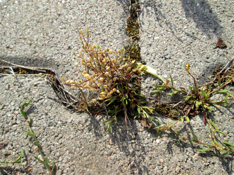 Quendel-Sandkraut (Arenaria serpyllifolia) auf einem Parkplatz in Hockenheim