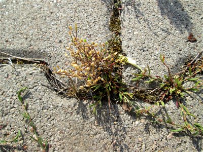 Quendel-Sandkraut (Arenaria serpyllifolia) auf einem Parkplatz in Hockenheim