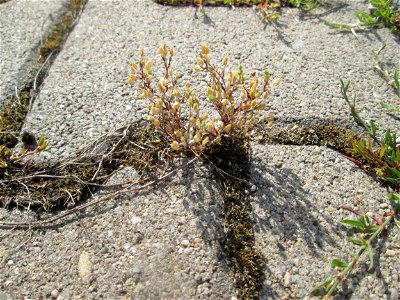 Quendel-Sandkraut (Arenaria serpyllifolia) auf einem Parkplatz in Hockenheim