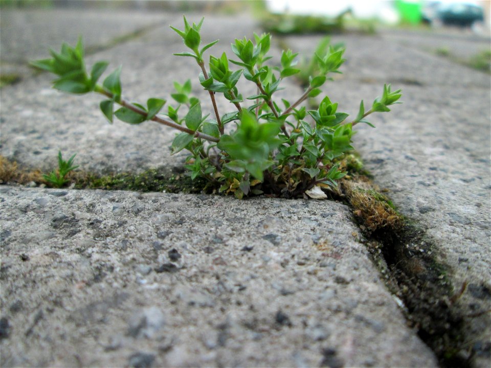 Quendel-Sandkraut (Arenaria serpyllifolia) am Bahnhof Bruchmühlbach-Miesau