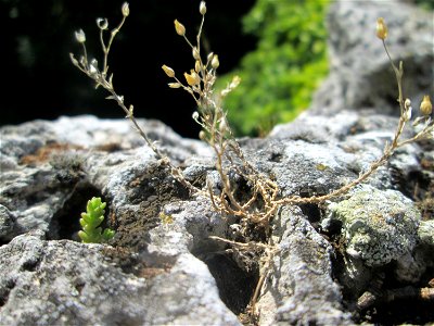 Quendel-Sandkraut (Arenaria serpyllifolia) am Römischen Wasserkastell im Schwetzinger Schlossgarten