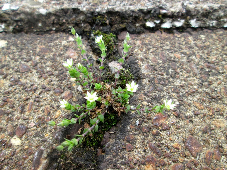 Quendel-Sandkraut (Arenaria serpyllifolia) am Bahnhof Saarbrücken-Ost