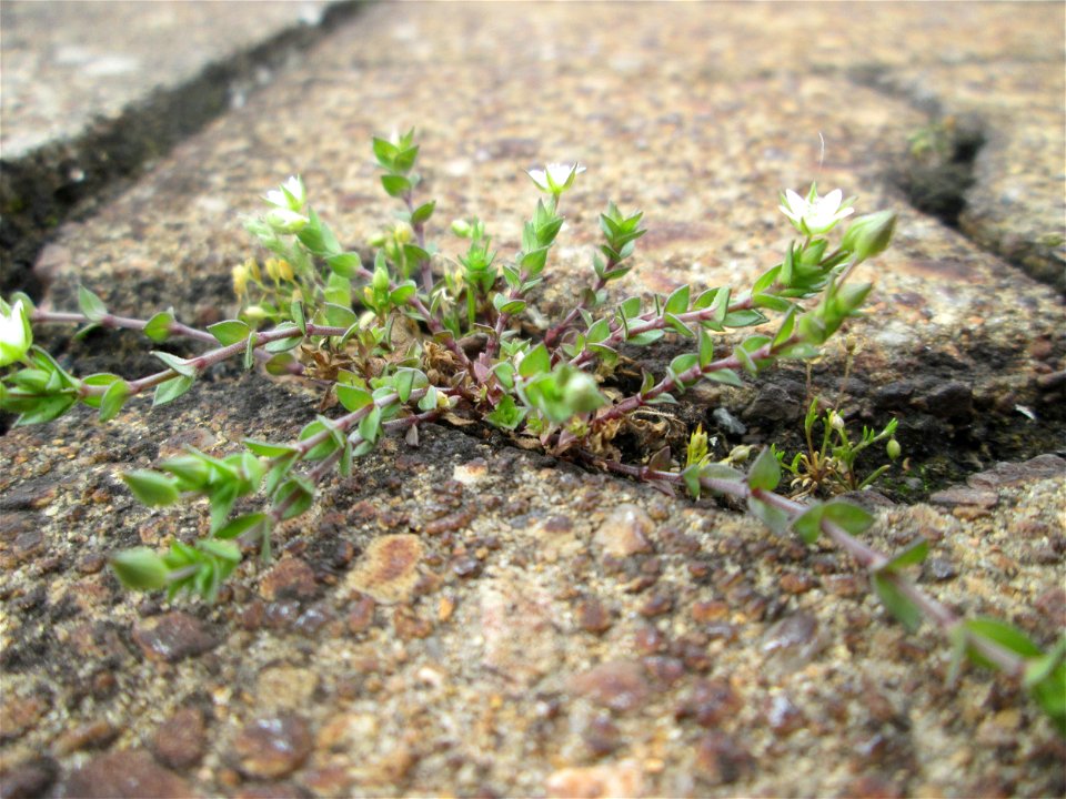 Quendel-Sandkraut (Arenaria serpyllifolia) am Bahnhof Saarbrücken-Ost
