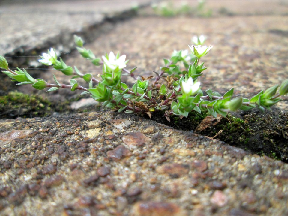 Quendel-Sandkraut (Arenaria serpyllifolia) am Bahnhof Saarbrücken-Ost