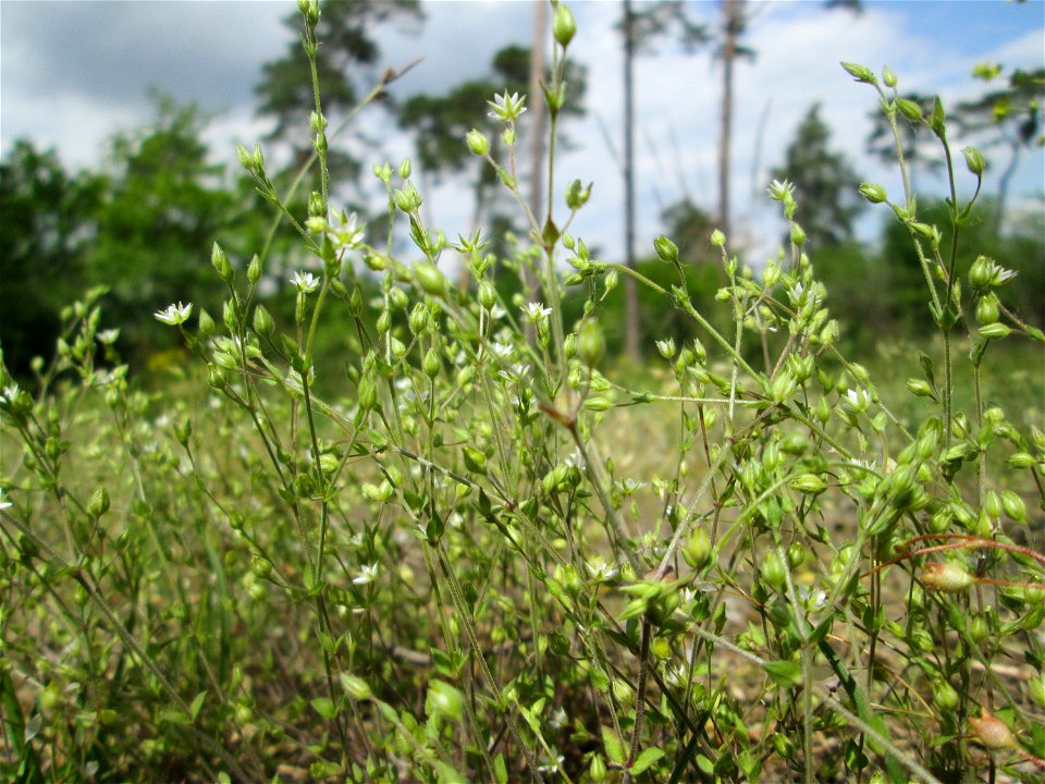 Quendel-Sandkraut (Arenaria serpyllifolia) auf dem Feldherrenhügel im Naturschutzgebiet „Oftersheimer Dünen“