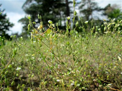 Quendel-Sandkraut (Arenaria serpyllifolia) auf dem Feldherrenhügel im Naturschutzgebiet „Oftersheimer Dünen“