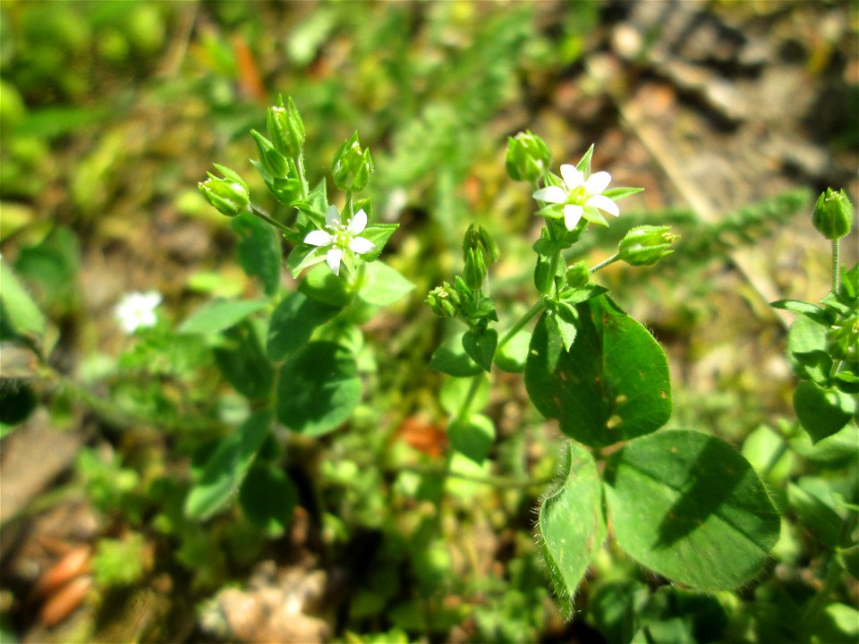 Quendel-Sandkraut (Arenaria serpyllifolia) im Bürgerpark Saarbrücken