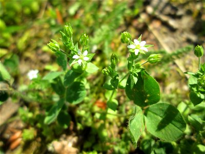Quendel-Sandkraut (Arenaria serpyllifolia) im Bürgerpark Saarbrücken